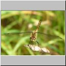 Sympetrum danae - Schwarze Heidelibelle jung-m04.jpg